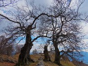 57 I Tre Faggi...quello centrale ci ha lasciato